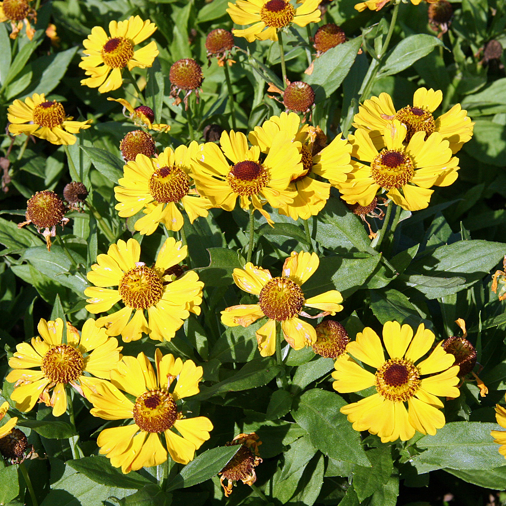 Sonnenbraut Goldrausch, Helenium, Prachtstaude