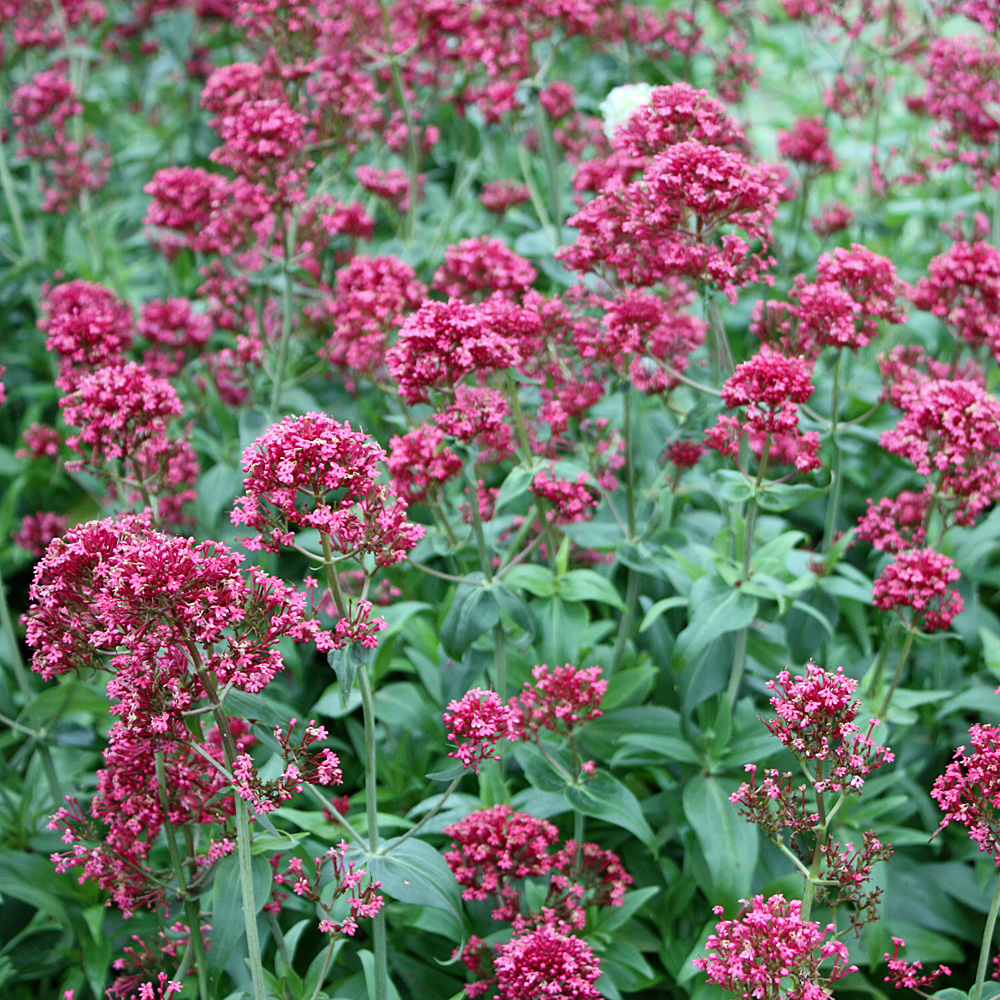 Spornblume Coccineus, Blütenstaude