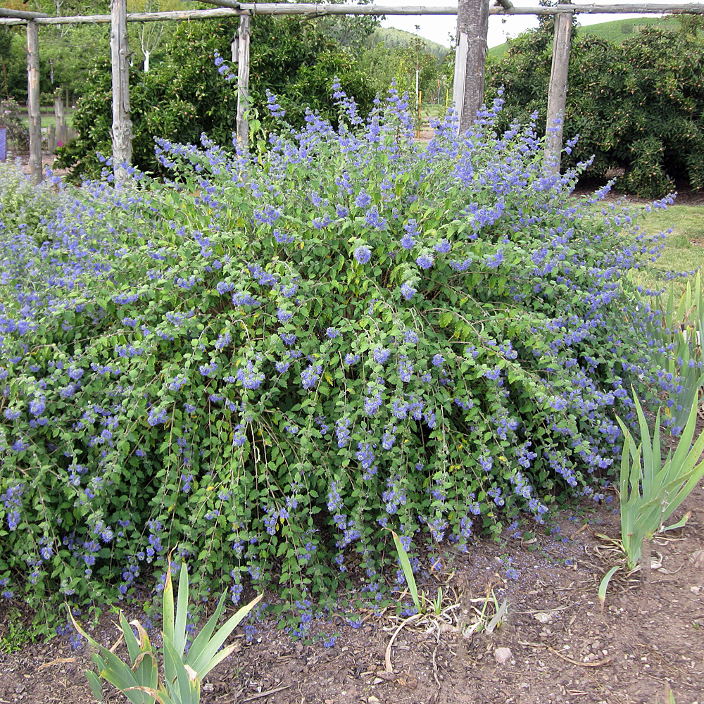 Bartblume Heavenly Blue, Bienenweide, Ziergehölz