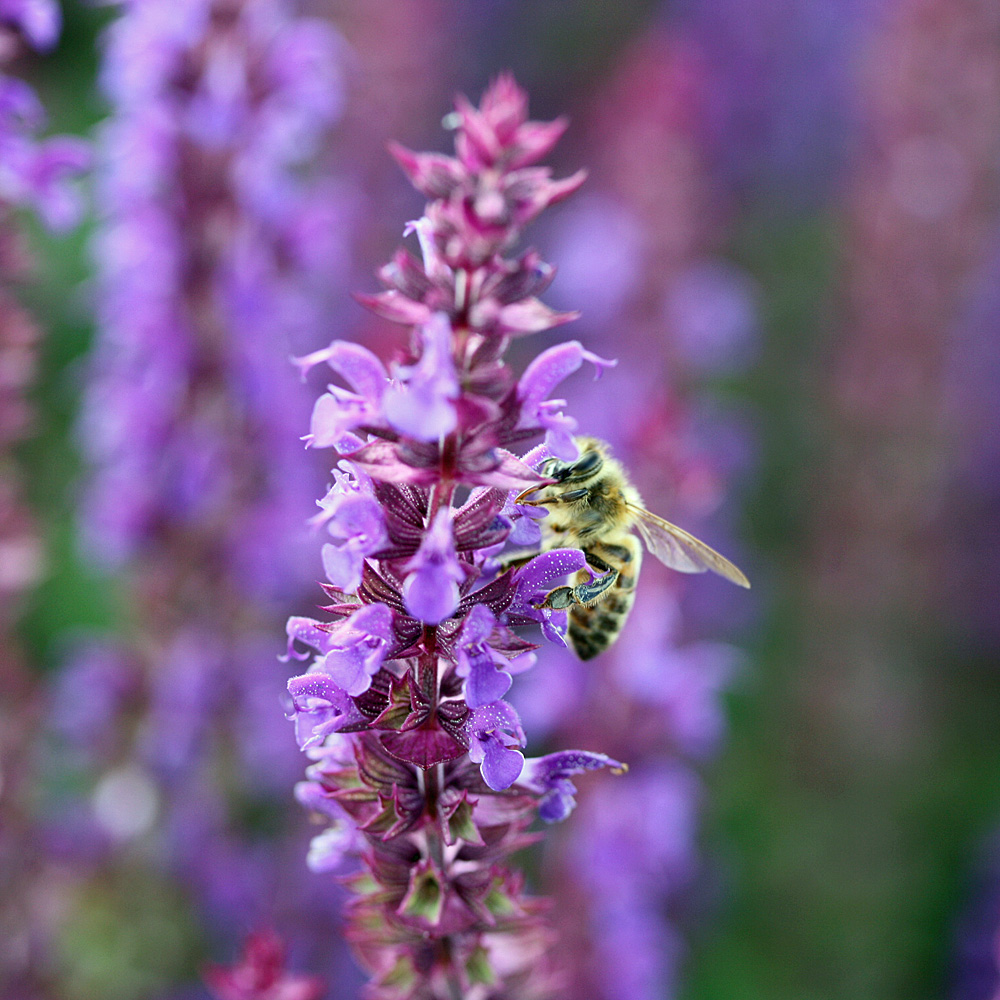 Salbei Ostfriesland, Salvia, Beetstaude,