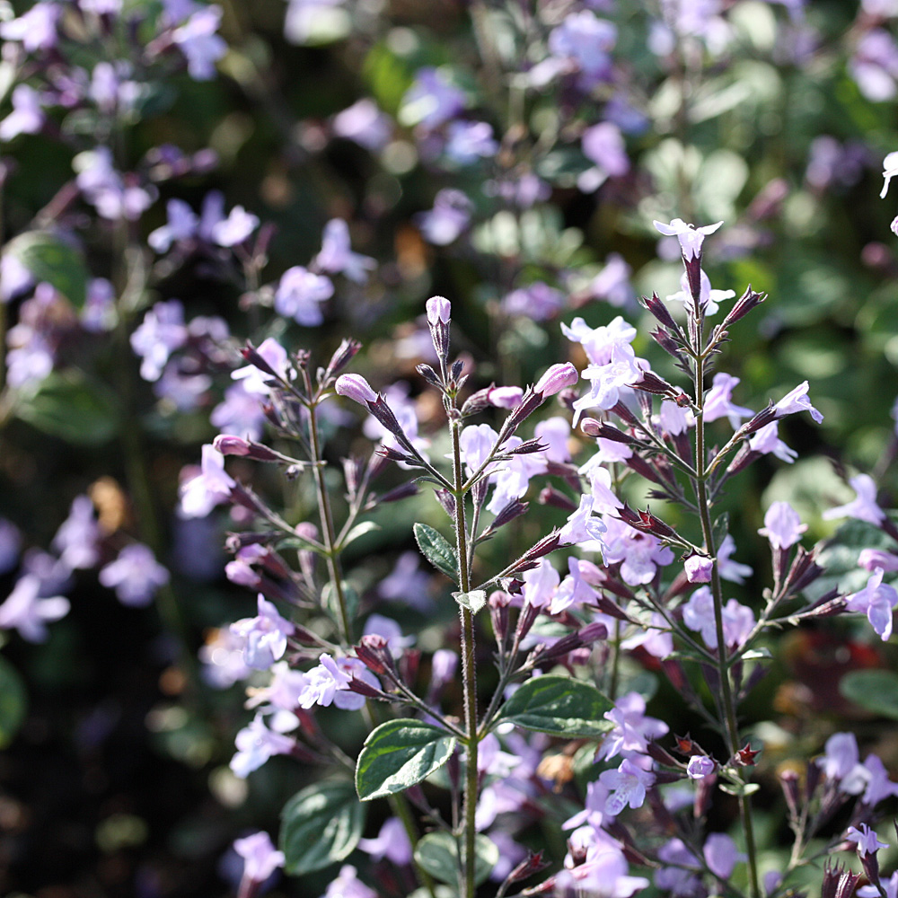 Steinquendel 'Lila Riese'
