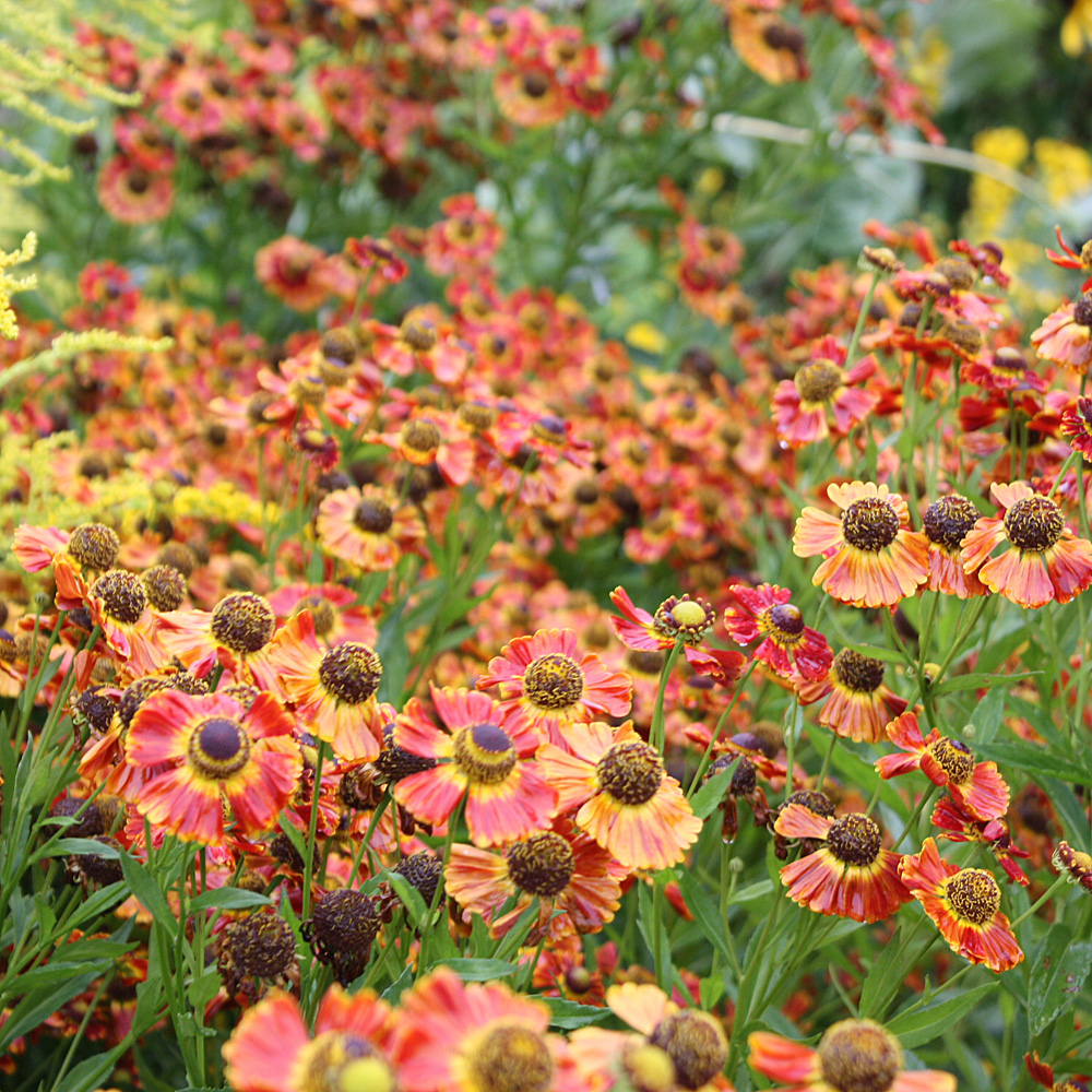 Sonnenbraut Königstiger, Schnittblume