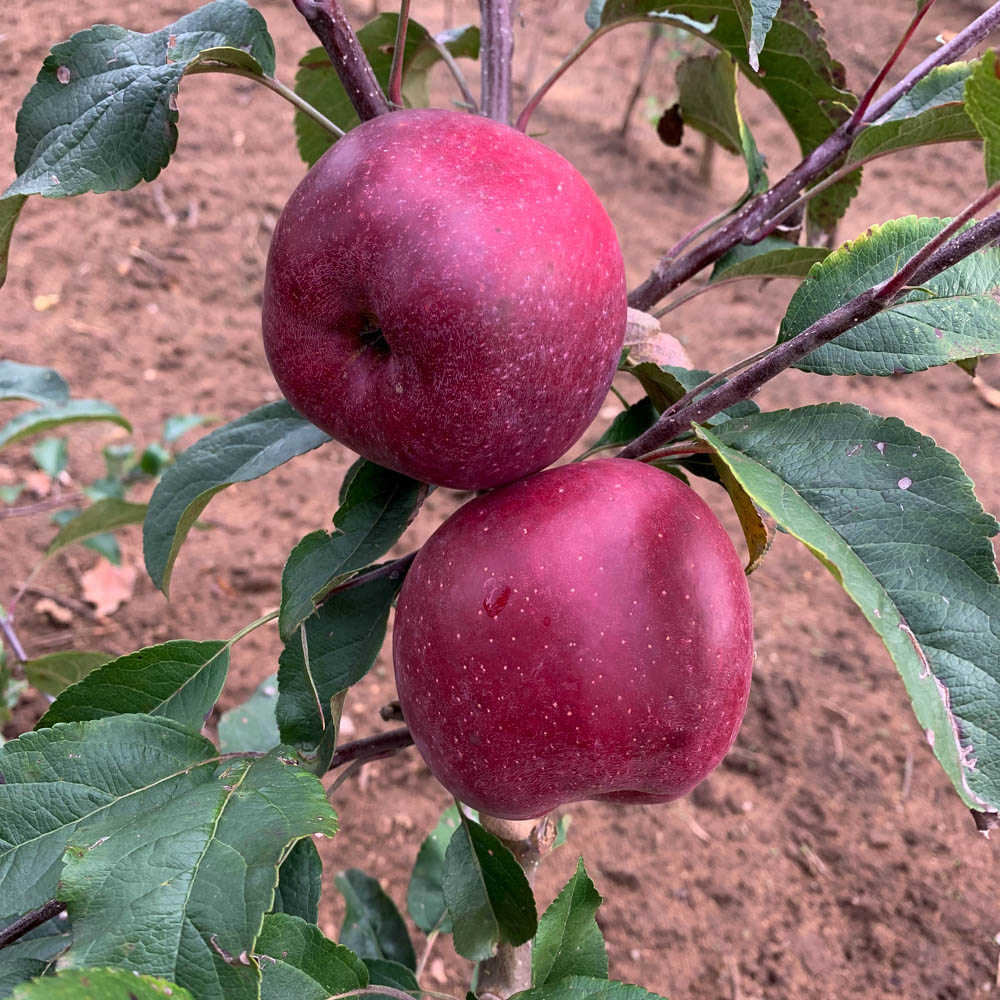 Apfel 'Oberländer Himbeerapfel'