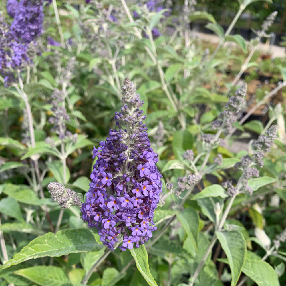 Sommerflieder 'Lochinch'