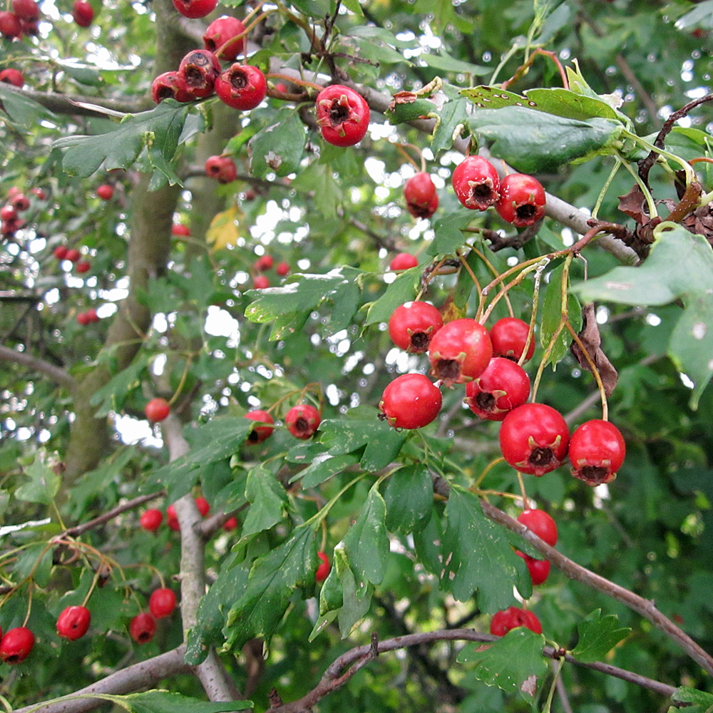 Eingriffliger Weissdorn, Crataegus, Bienenweide, Frühling