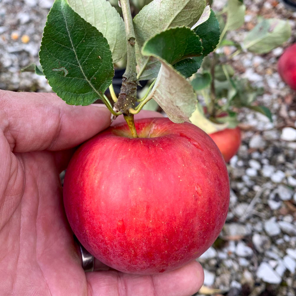 Apfel 'Schöner aus Boskoop'