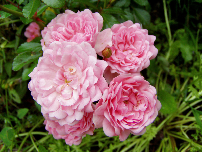 Bodendeckerrose 'The Fairy'