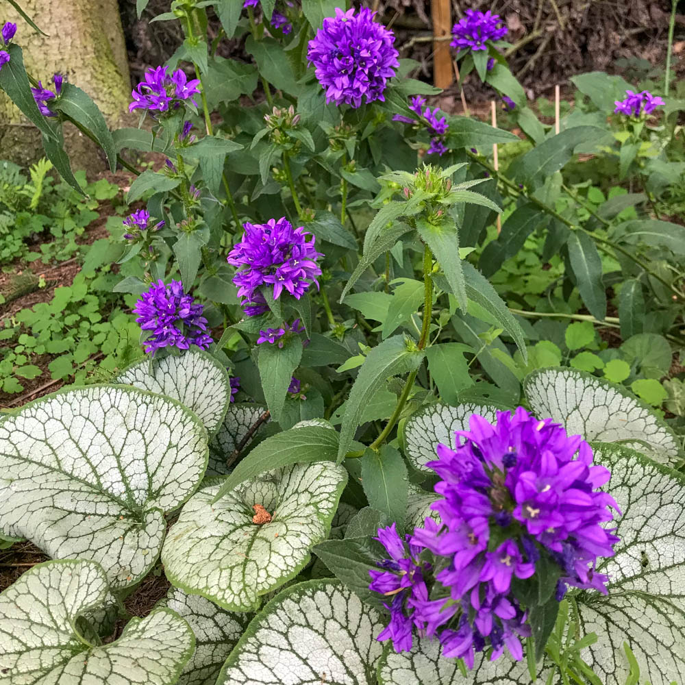 Knäuelglockenblume 'Superba'