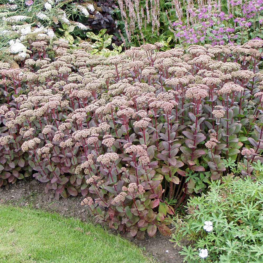 Fetthenne Matrona, Sedum, Steingarten