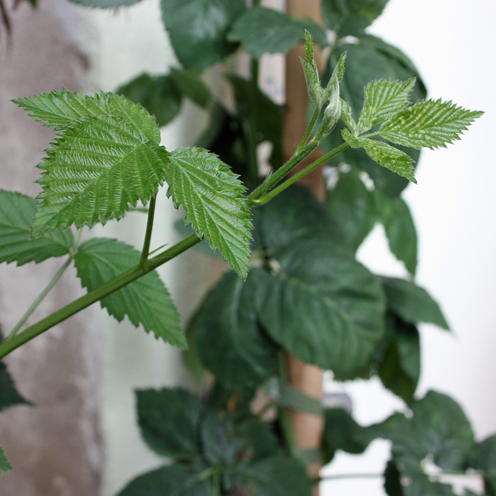 Brombeere 'Navaho'