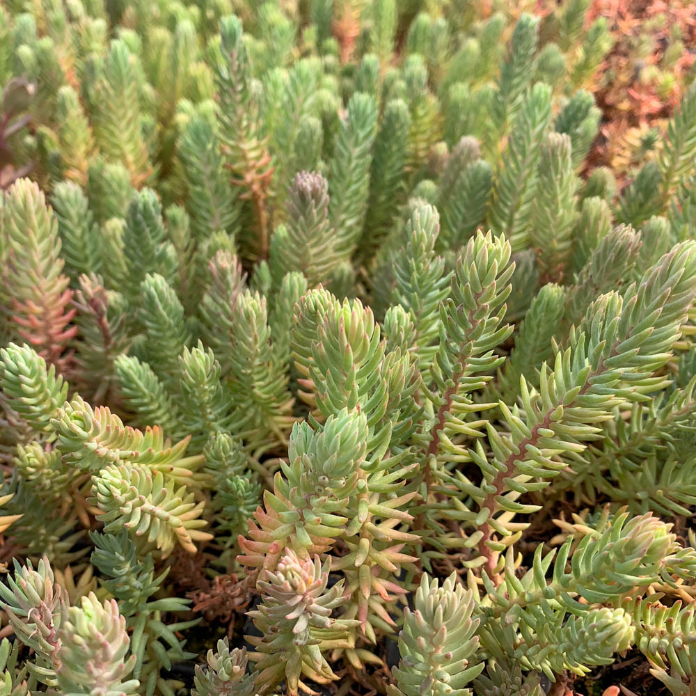Tripmadam, Sedum reflexum, Steingarten, Dachgarten