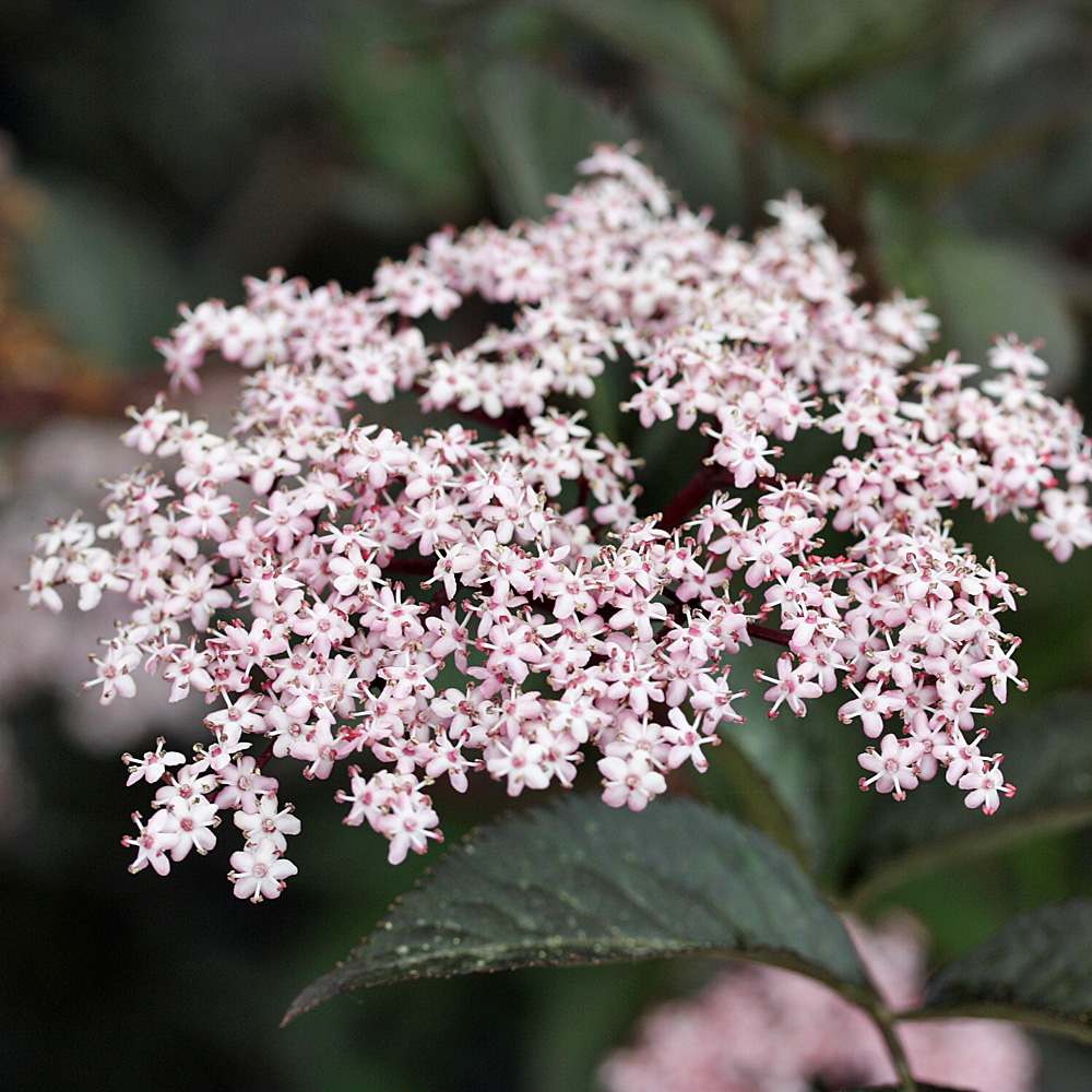 Holunder Black Beauty, Sambucus, Fruchtgehölz