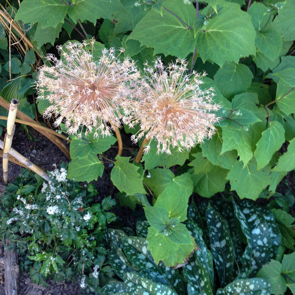 Zierlauch, Kugellauch, Lauch, Bienenfreund