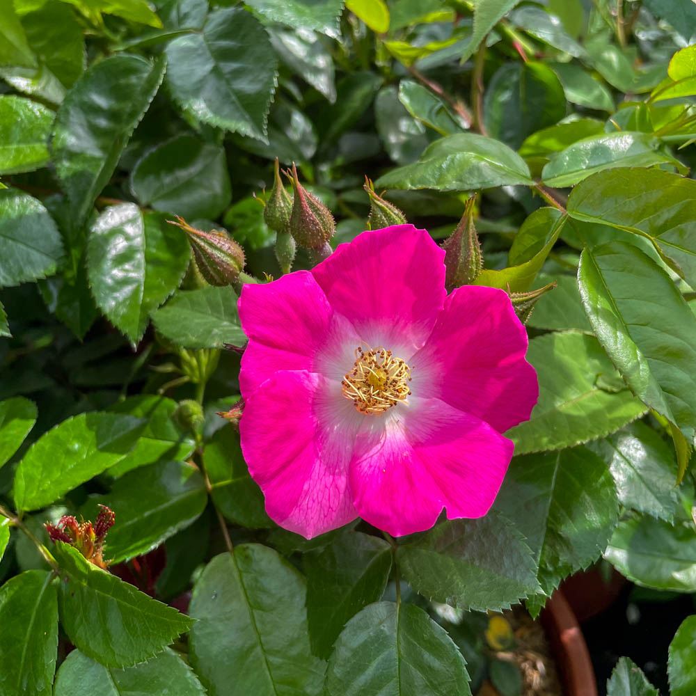 Kletterrose 'American Pillar' ®