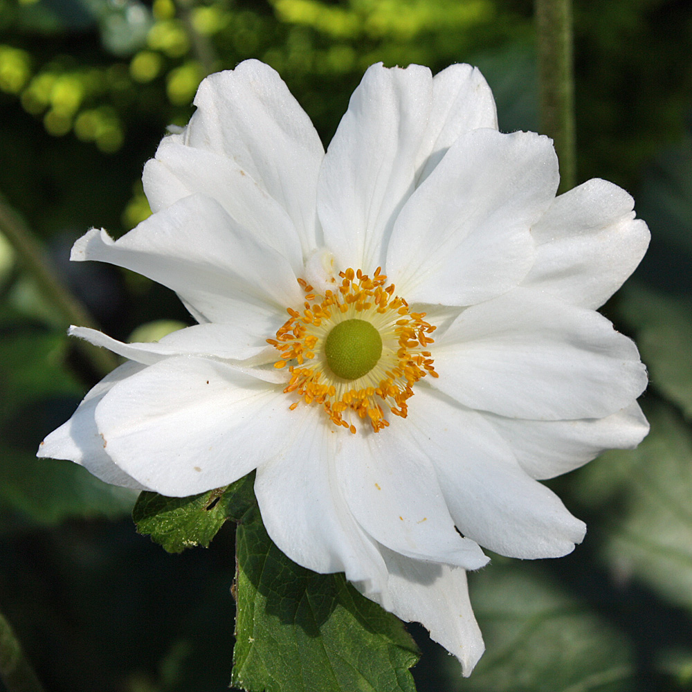 Herbstanemone Honorine Jobert, Anemone, Herbstblüher