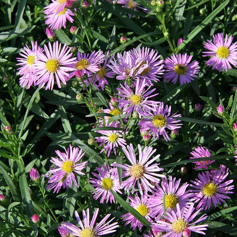 Myrtenaster Pink Star, Aster, Herbstblüher