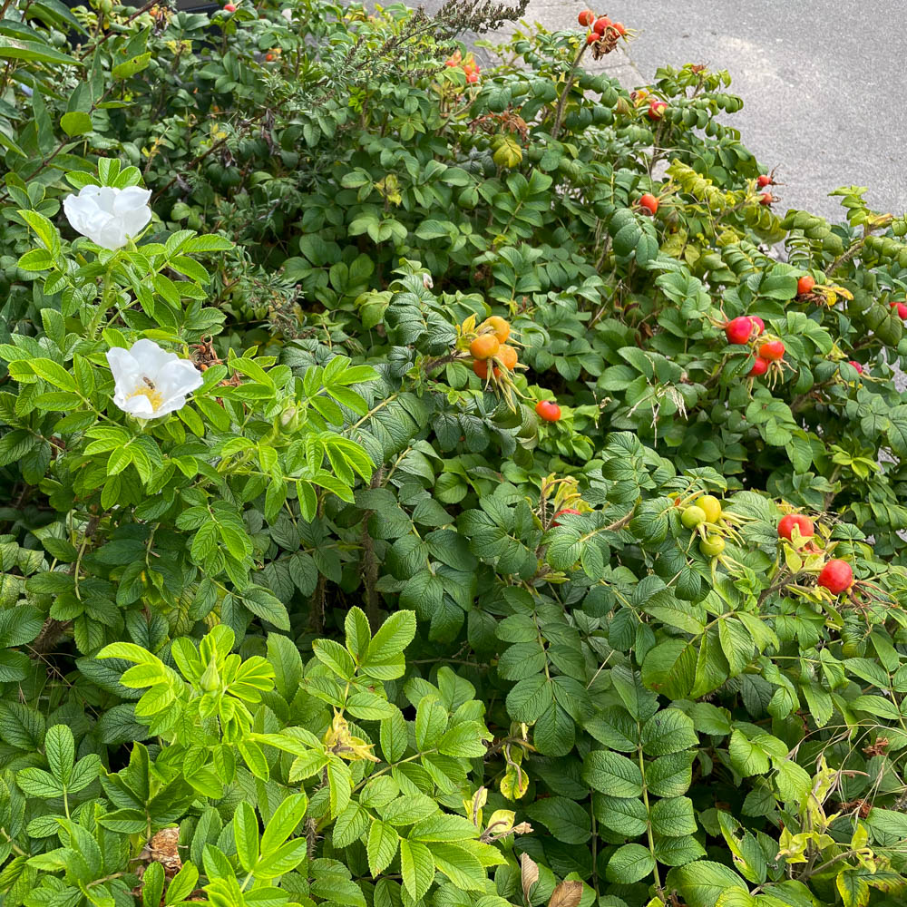 Apfelrose, Wildrose, Nützlingsmagnet