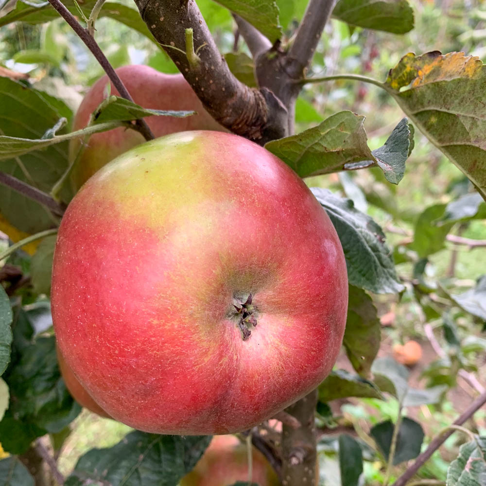 Apfel 'Hilde'