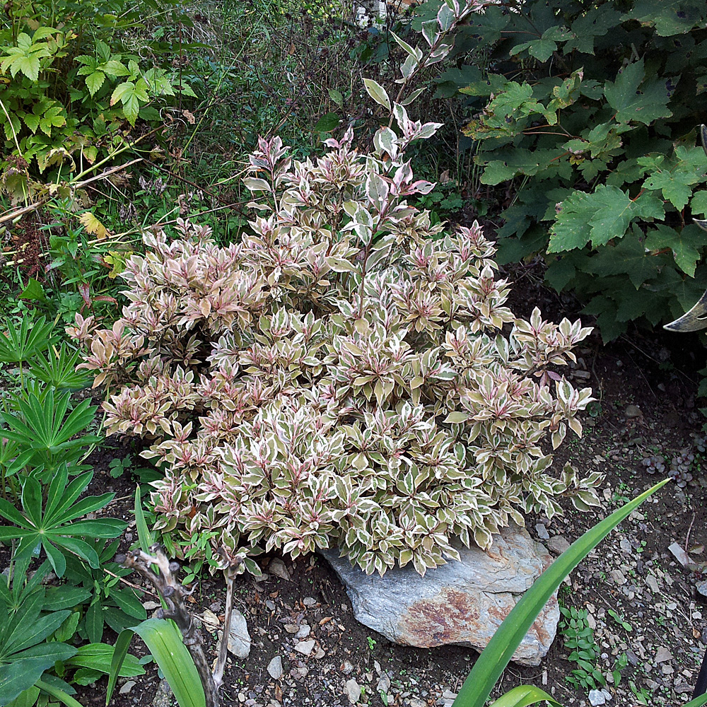 Weigelie Monet, Blattschmuckpflanze, Ziergehölz