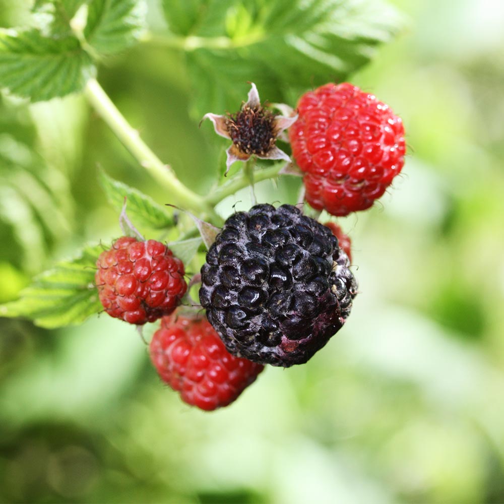 Sommerhimbeere 'Black Jewel'