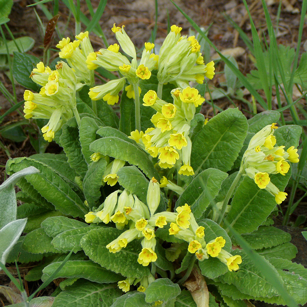Gelbe Schlüsselblume, Primel, 