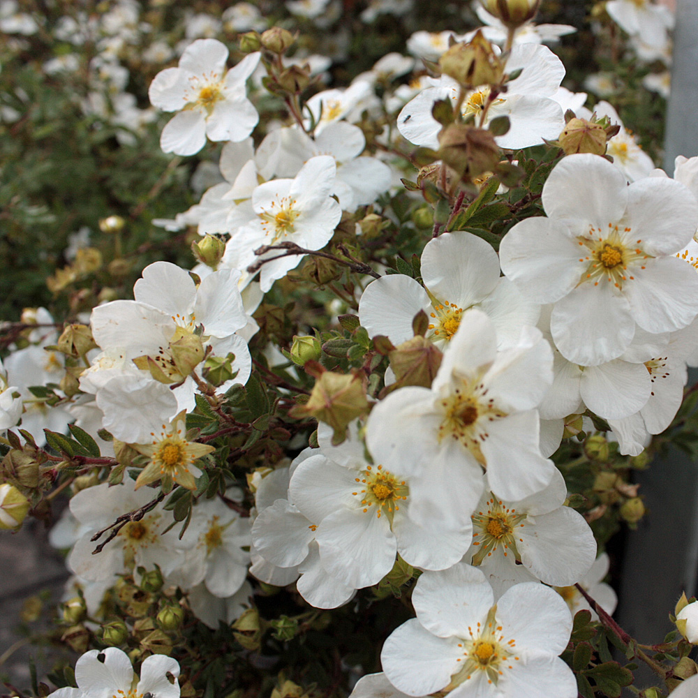 Fingerstrauch, Potentilla, Blütenstrauch, Heckenpflanze