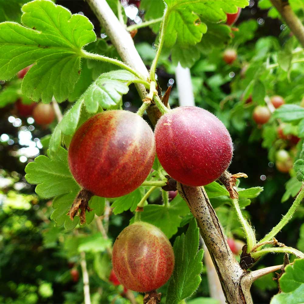 Stachelbeeren - 3 Pflanzen im Set