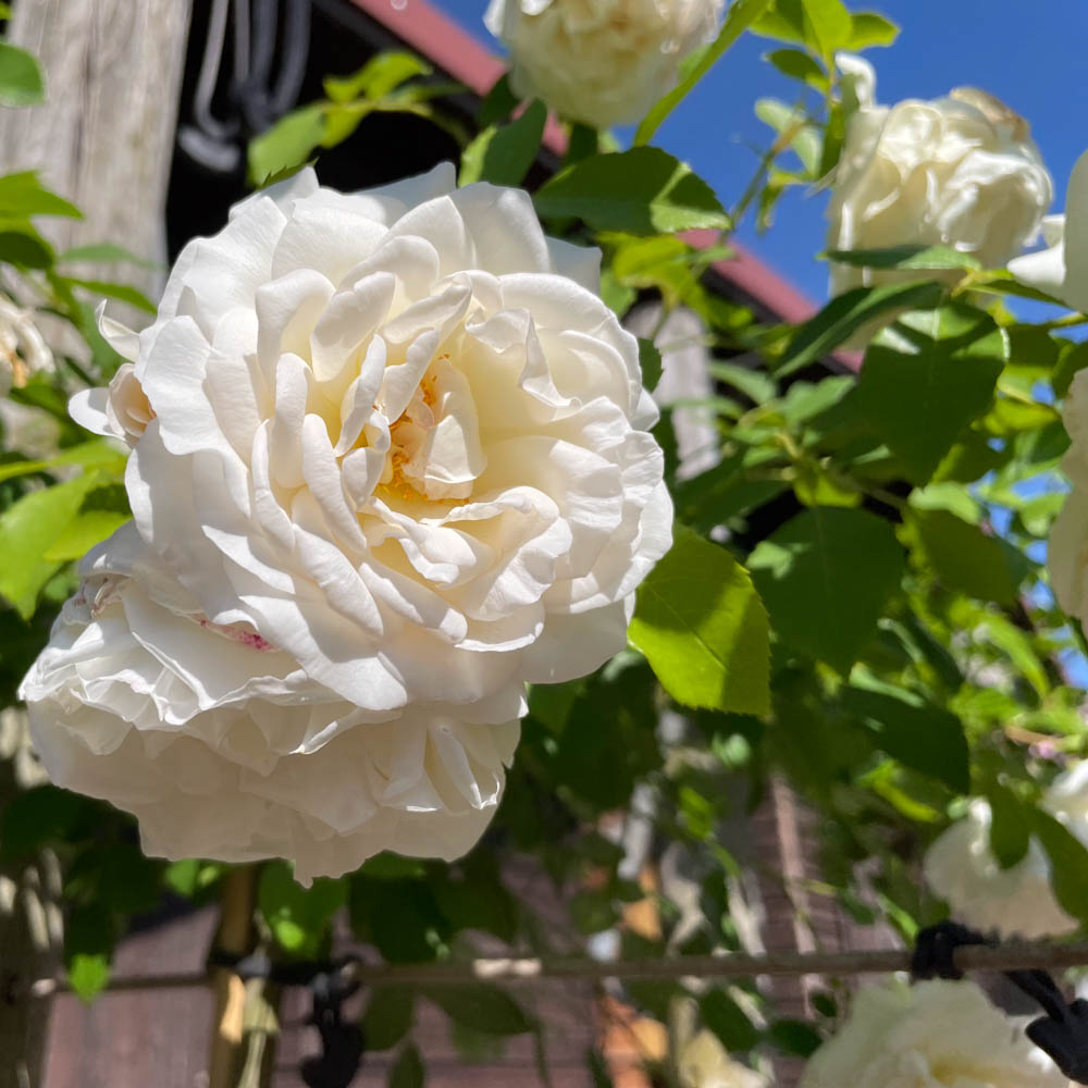 Kletterrose 'Alaska'