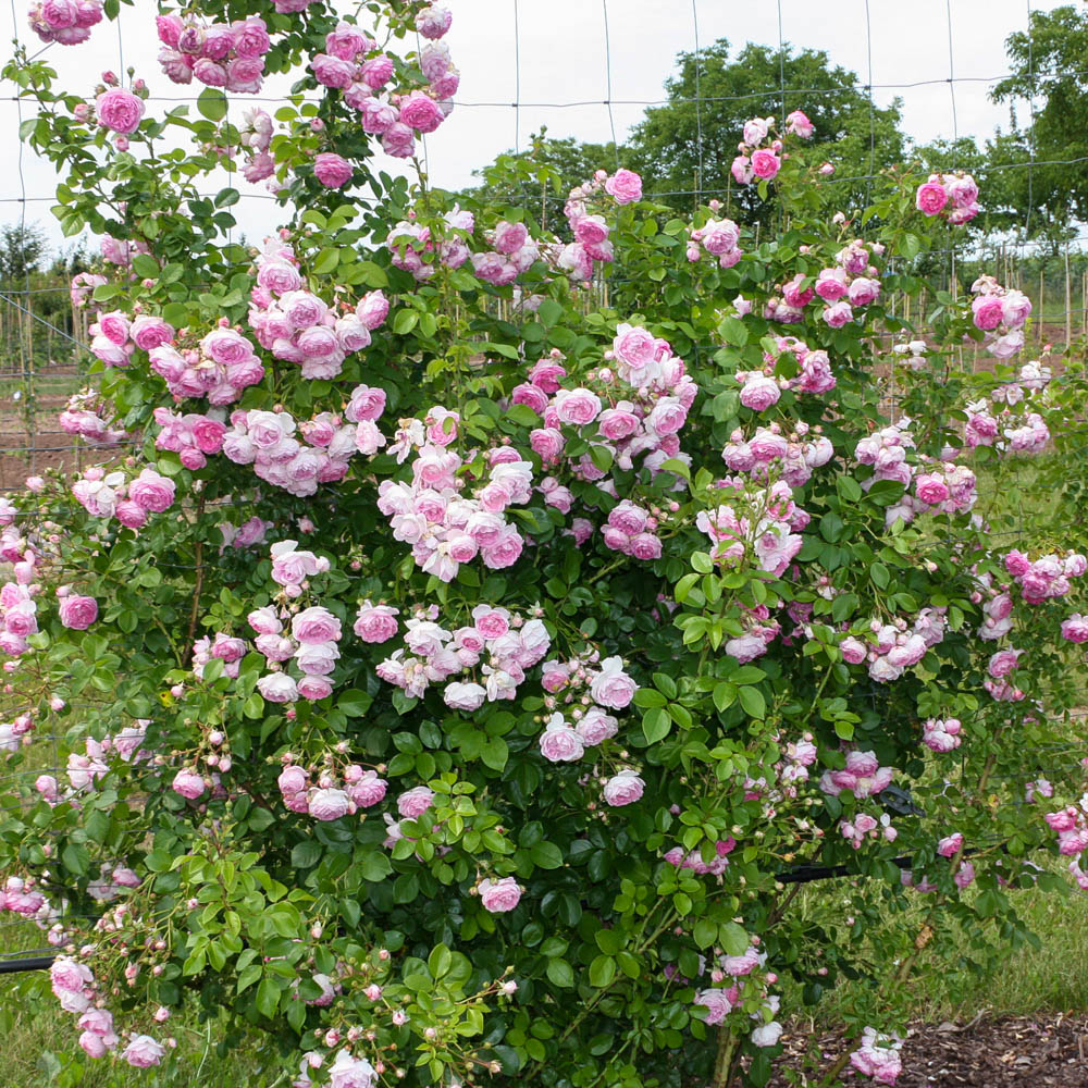 Kletterrose 'Jasmina' ®