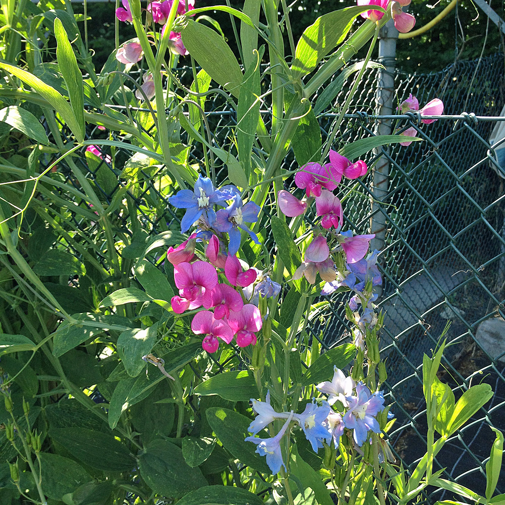 Staudenwicke Rosa Perle, Wicke, Kletterpflanze