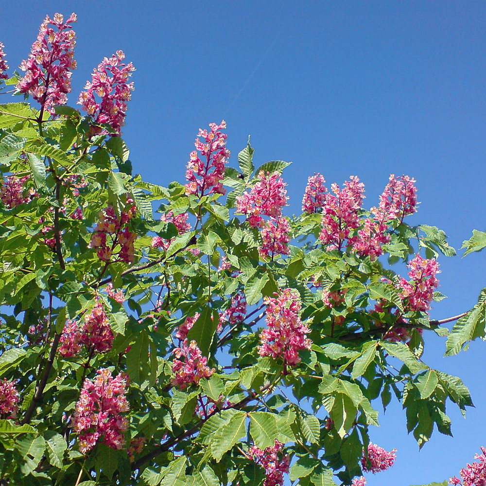 Scharlachkastanie, Kastanie, Aesculus, Baum