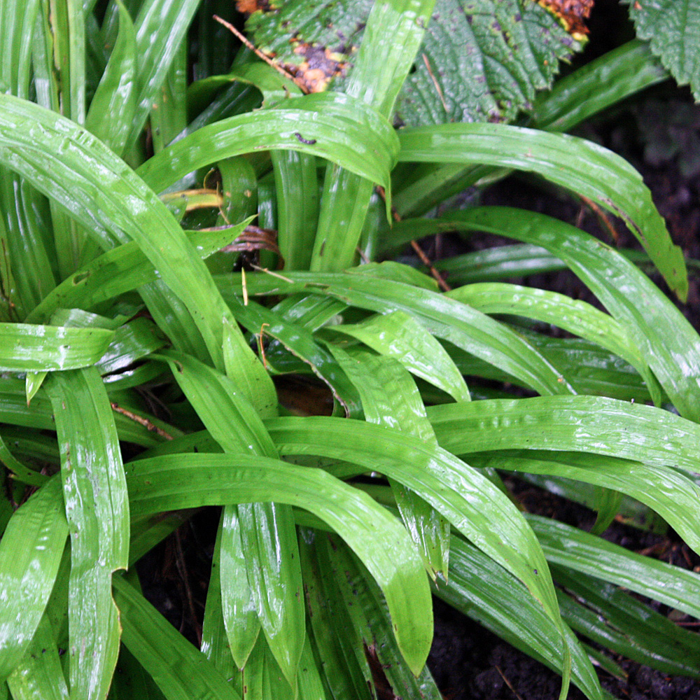 Breitblattsegge, Carex plantaginea, Schattengras