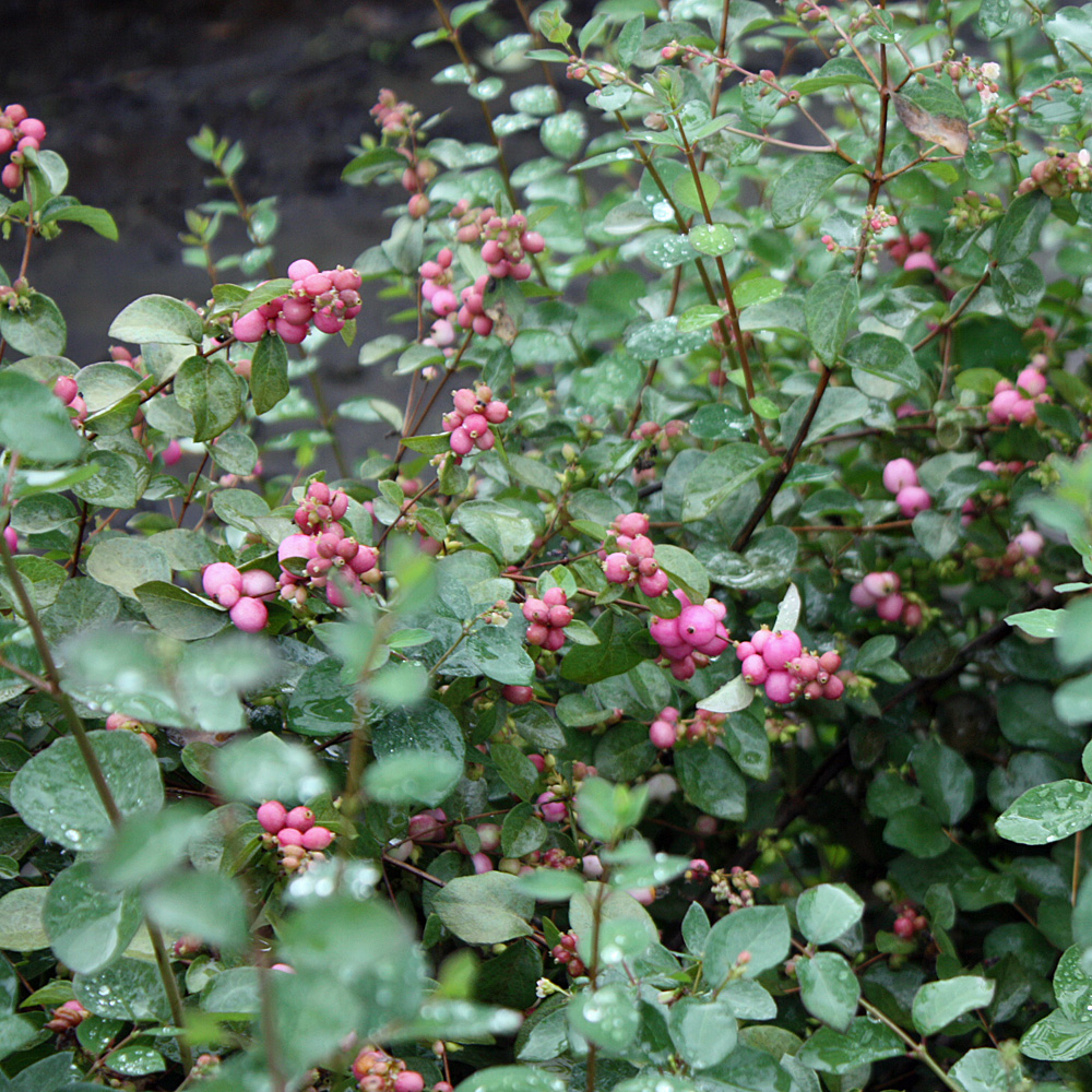 Purpurbeere, Blütenstrauch, Fruchtschmuck