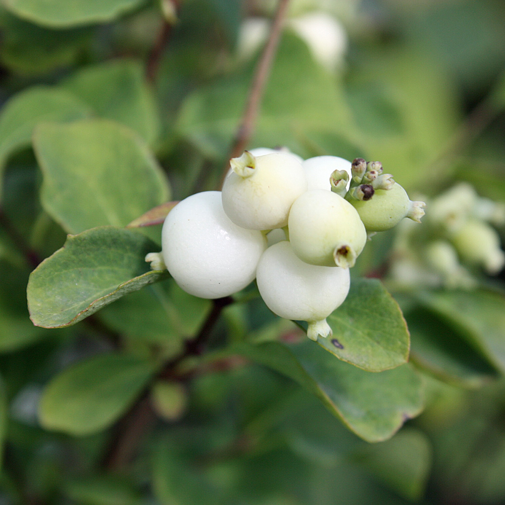 Schneebeere White Hedge, Fruchtschmuck, Laubgehölze