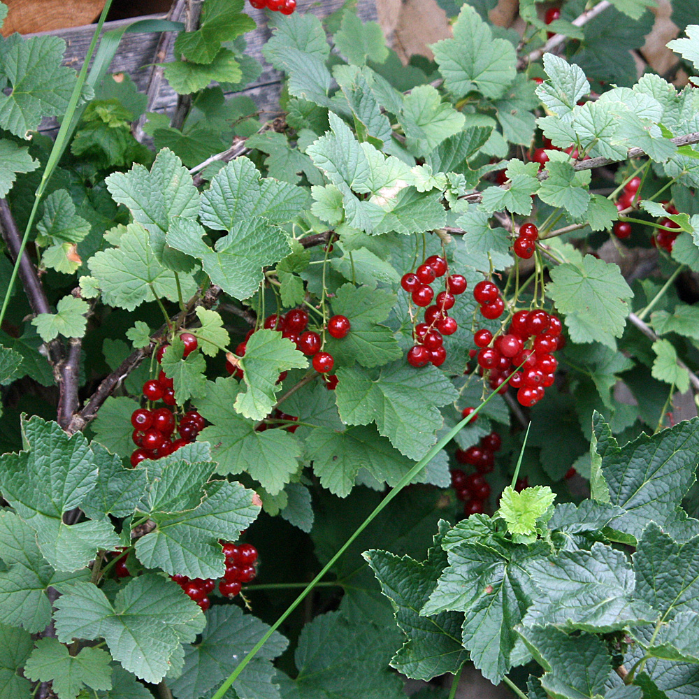 Rote Johannisbeere 'Rovada'
