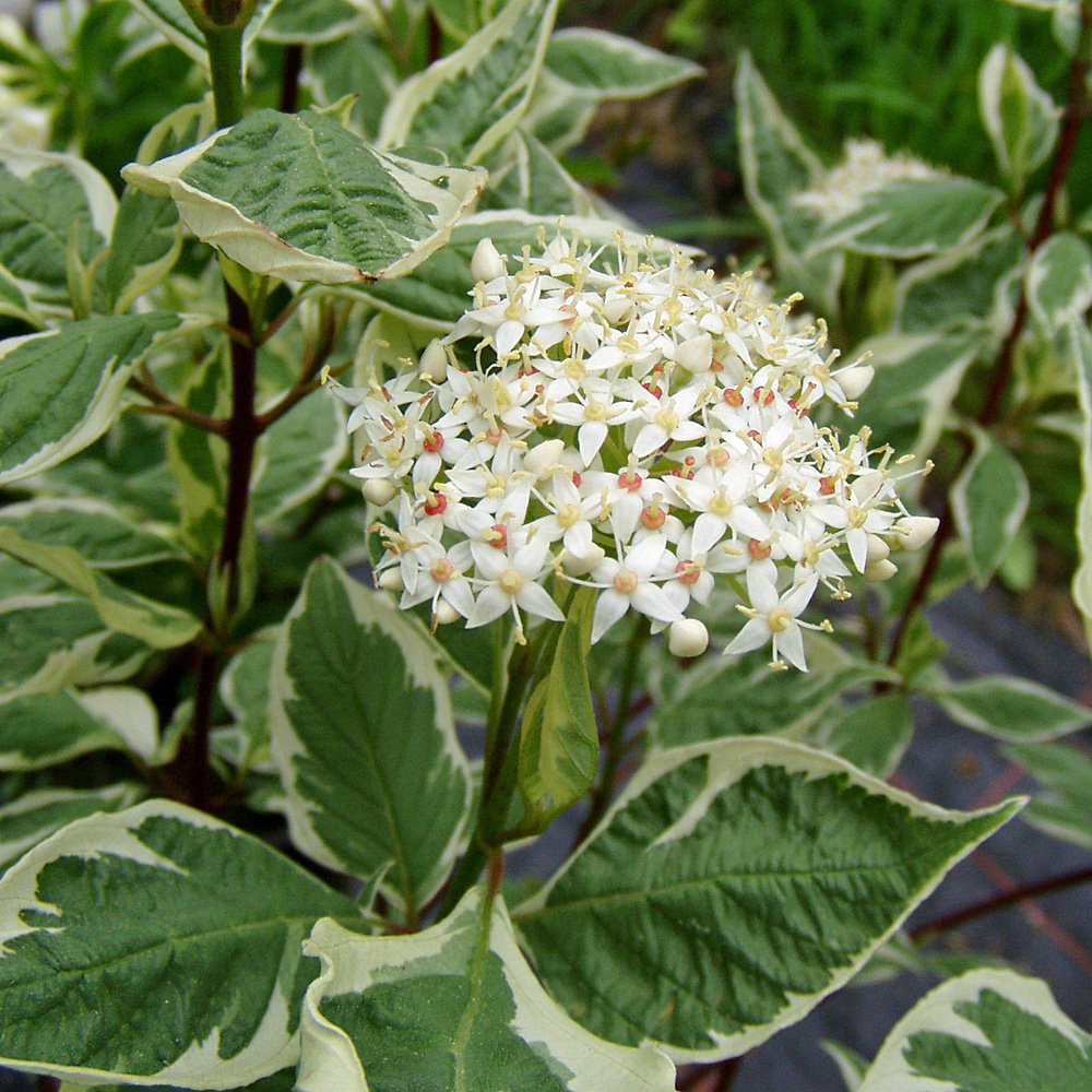 Weißbunter Hartriegel, Cornus, Blattschmuck, Heckenpflanze