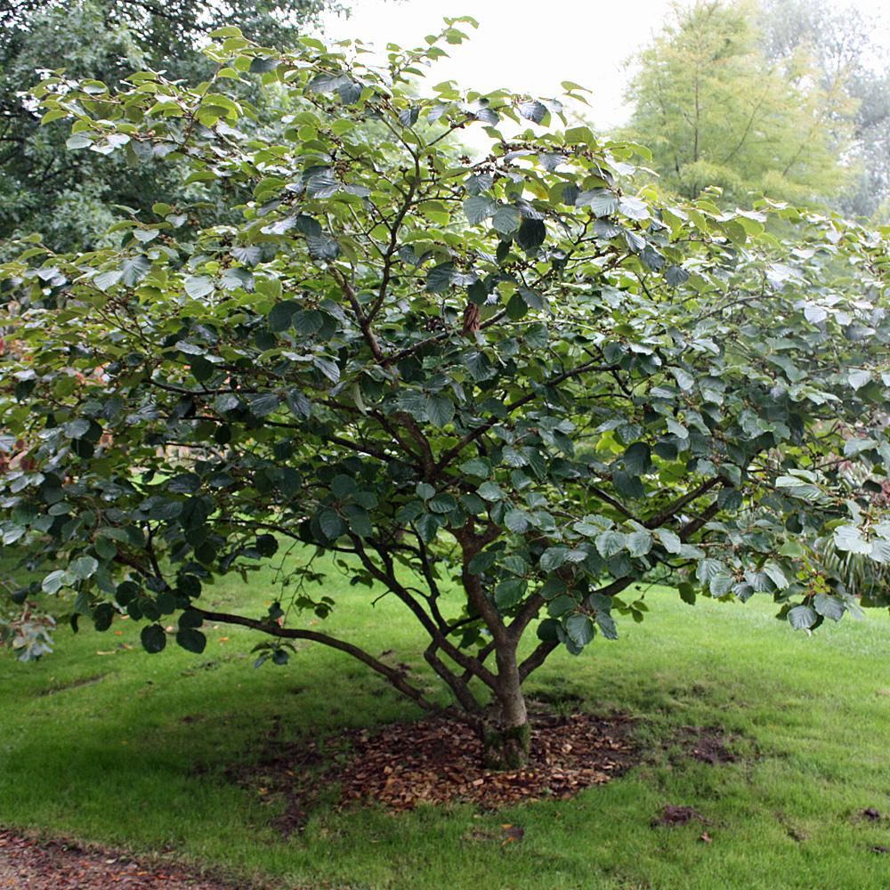 Zaubernuss, Westerstede, Winterblüte, 