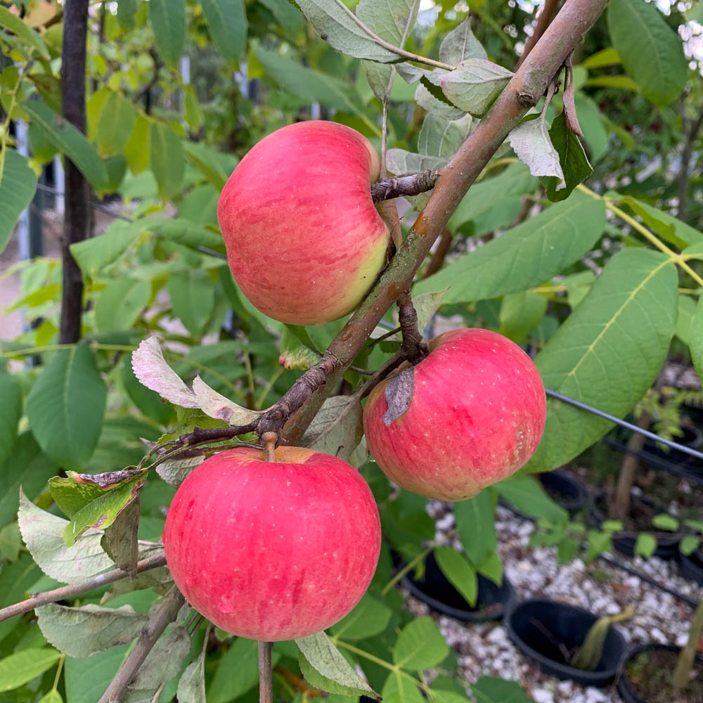 Apfel 'Pinova' ®