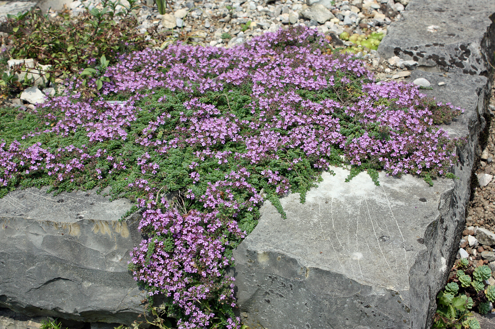 Flachwachsende Stauden