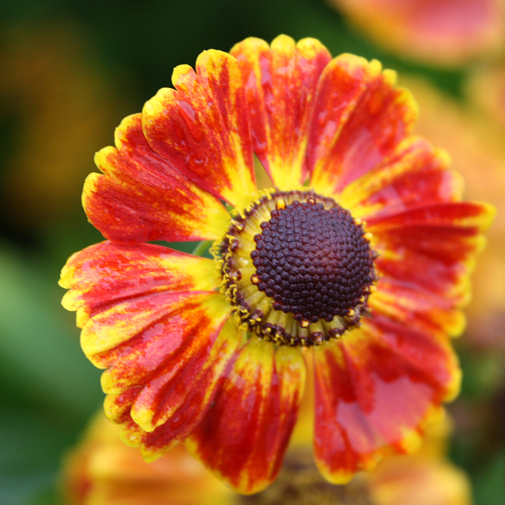 Sonnenbraut Königstiger, Schnittblume
