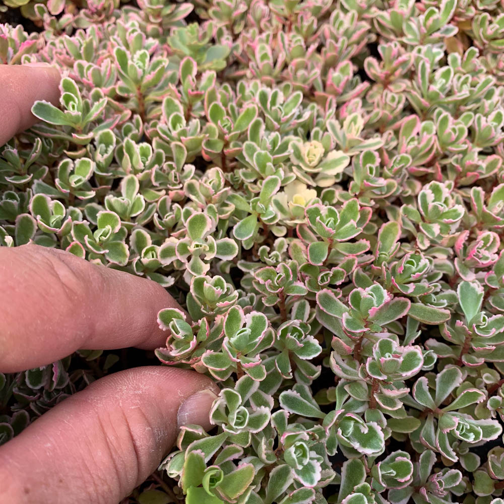 Teppichsedum, Bodendecker, Steingarten