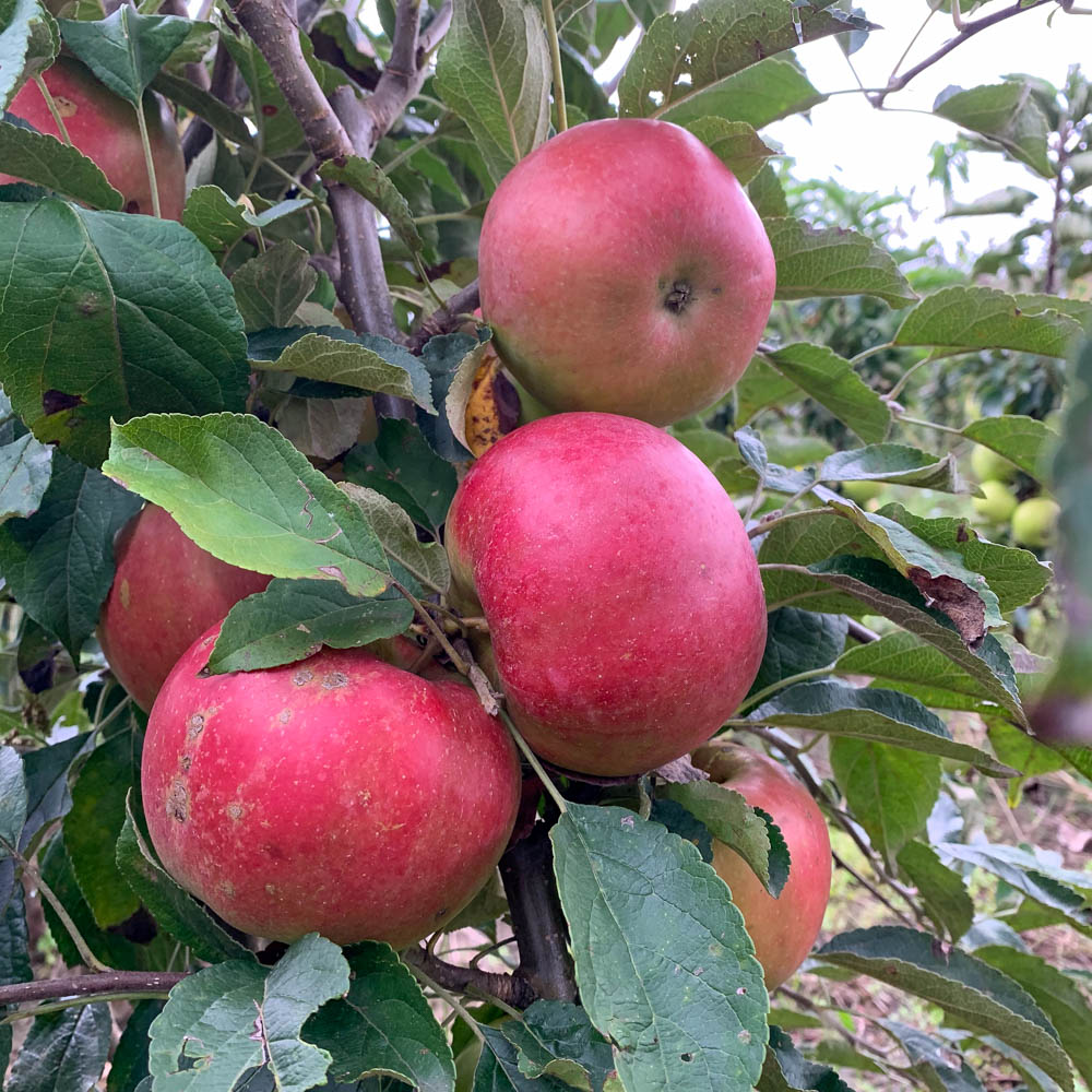 Apfel 'Idared'