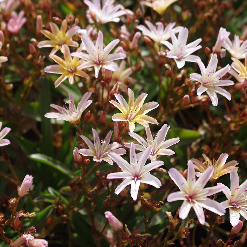 Bitterwurz 'Little Peach'