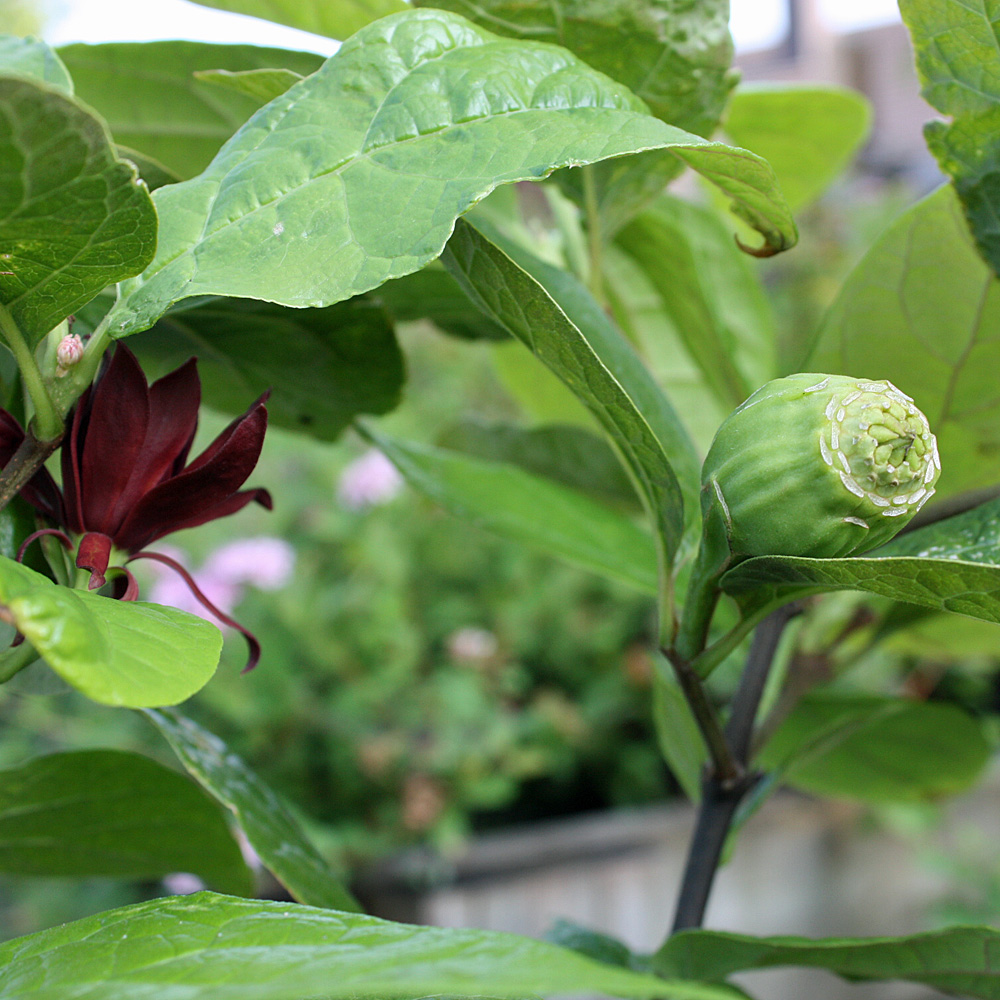 Gewürzstrauch, Calycanthus, Duftpflanze