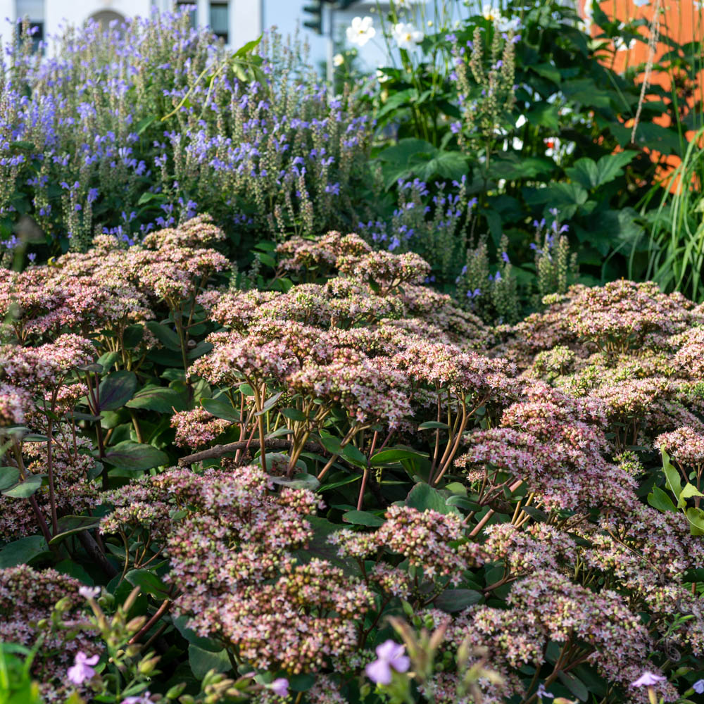 Fetthenne Matrona, Sedum, Steingarten