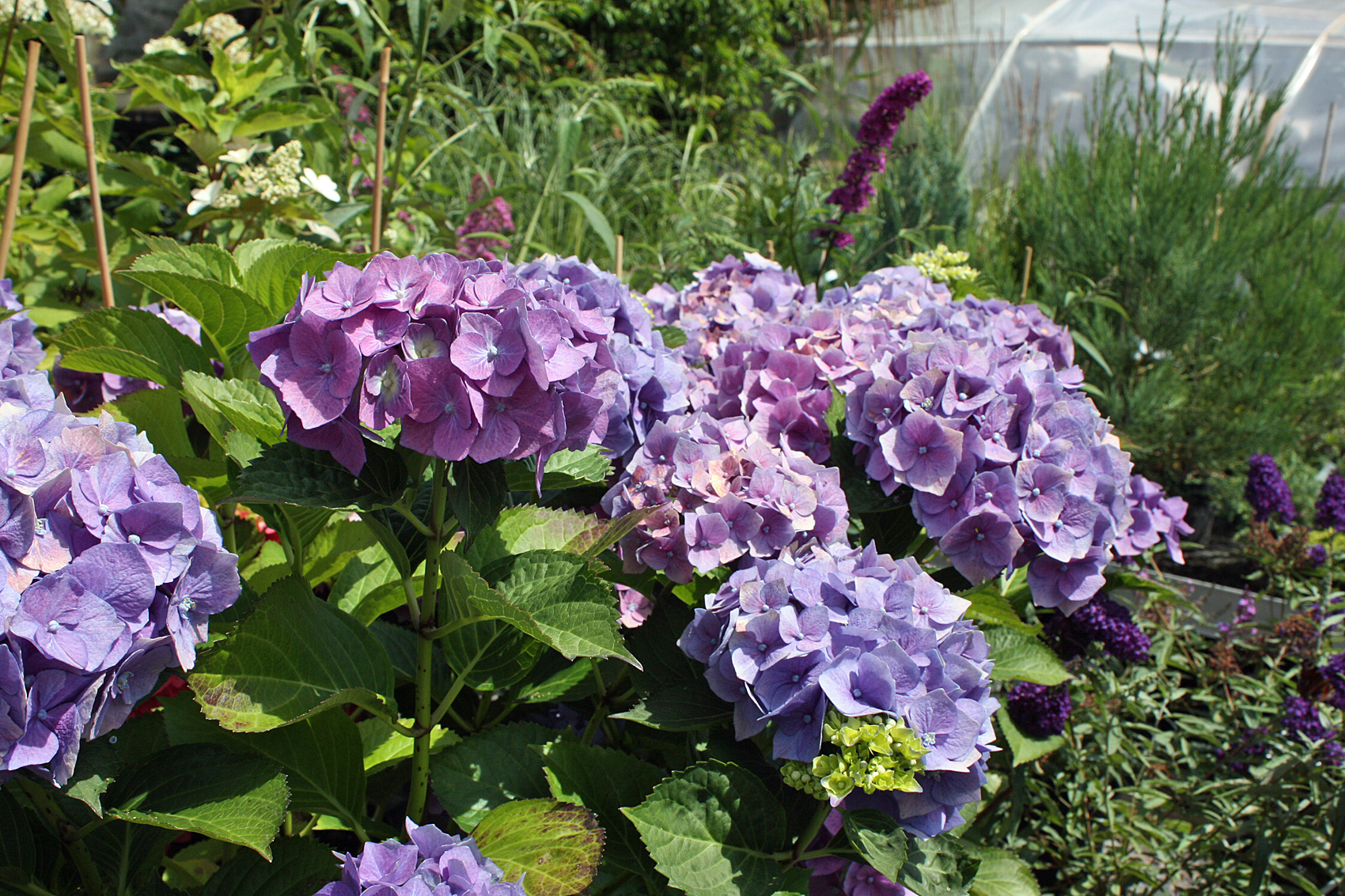 Hortensien