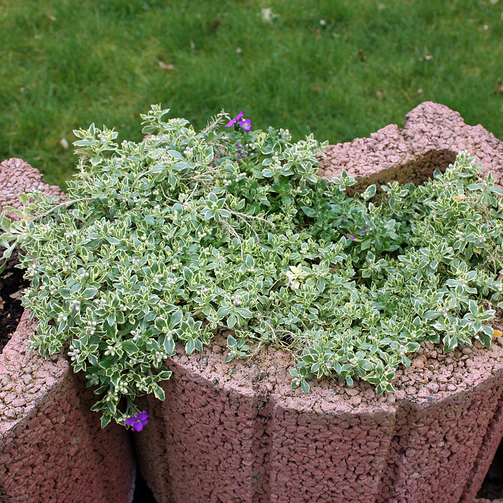 Blaukissen Silberrand, Aubrieta, Frühjahrsblüher, Steingarten
