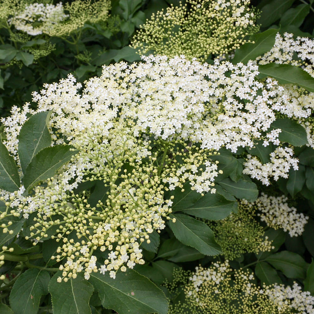 Zwerg Sommerflieder, Buddleja, Bienenweide, Schmetterlingsstrauch