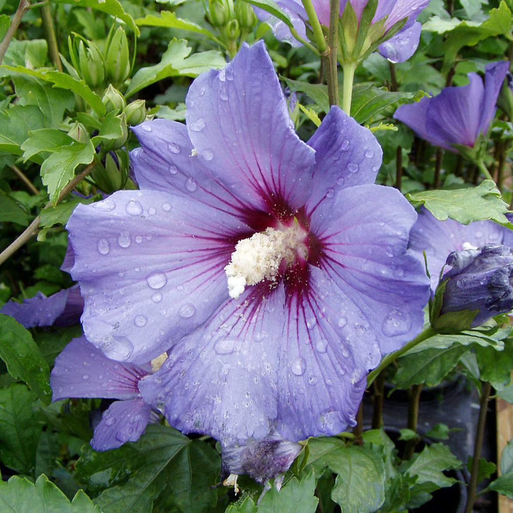 Hibiskus, Garteneibisch, Eibisch, Blütenstrauch