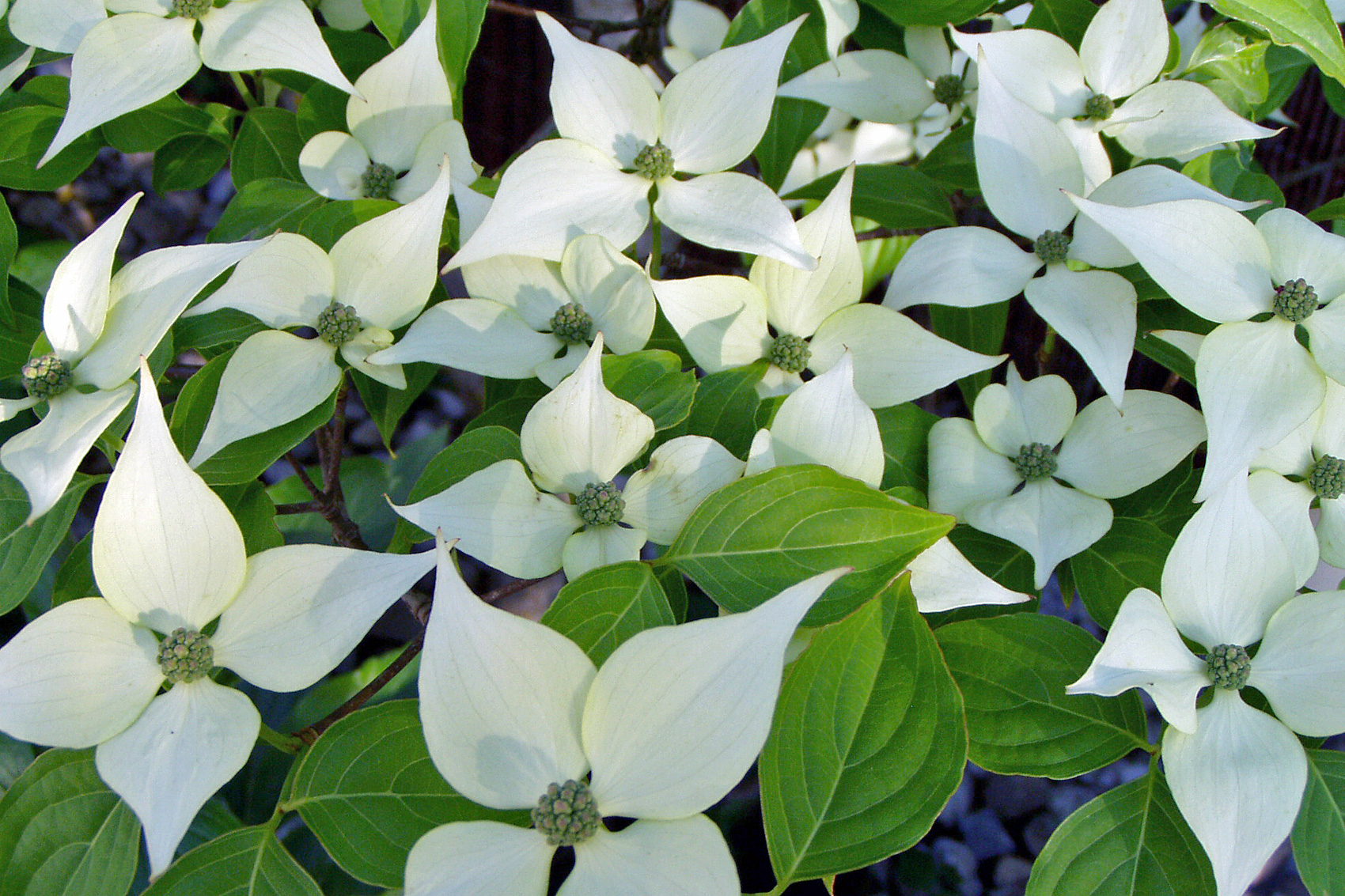 Blumenhartriegel
